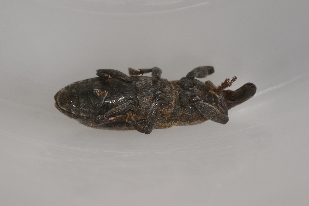 Lixus angustus - Curculionidae